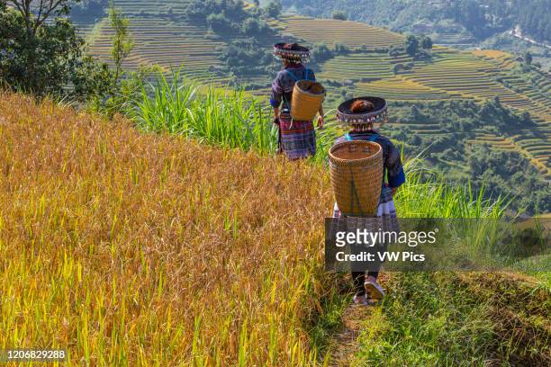 Female workers in terrace rice fields, Mu Cang Chai, near Sapa, Northern Vietnam.