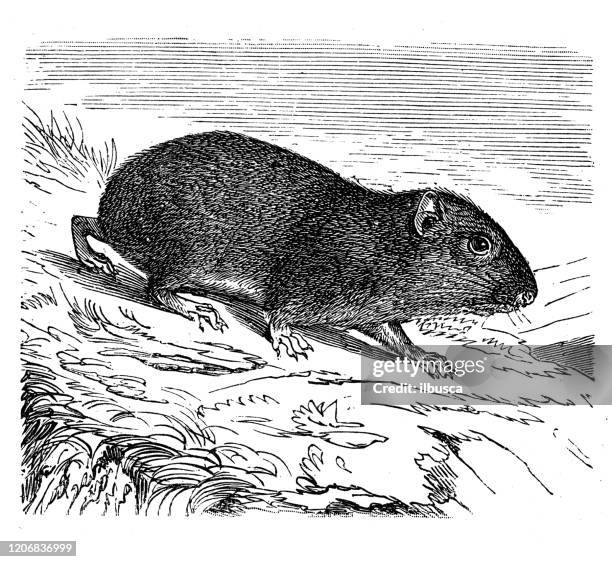 antike tier-illustration: brasilianische meerschweinchen (cavia aperea) - guinea pig stock-grafiken, -clipart, -cartoons und -symbole