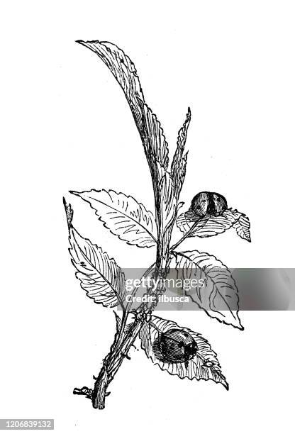 antique botany illustration: coccinella septempunctata, seven-spot ladybird - seven spot ladybird stock illustrations