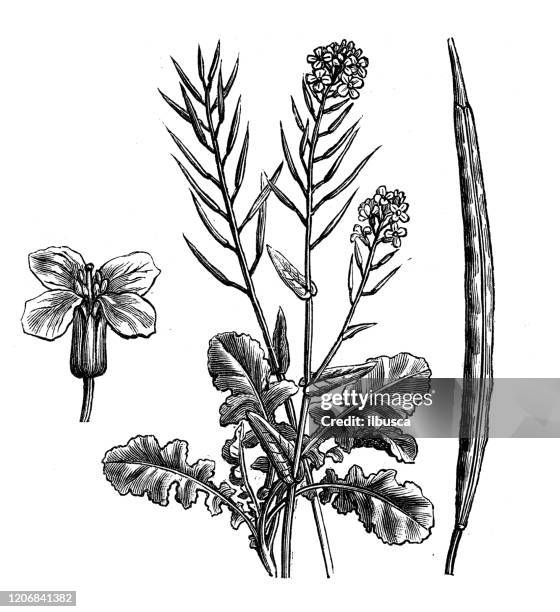 古董植物學插圖：油菜籽（布拉西卡納普斯亞斯普納普斯） - rutabaga 幅插畫檔、美工圖案、卡通及圖標