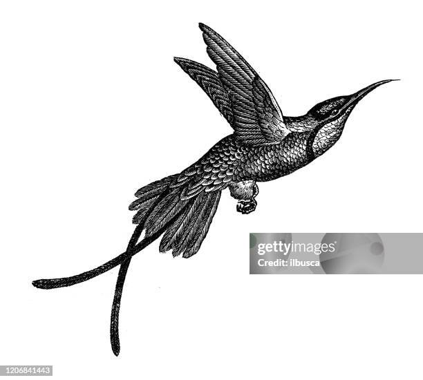 antique animal illustration: crimson topaz (topaza pella) - humming bird drawing stock illustrations