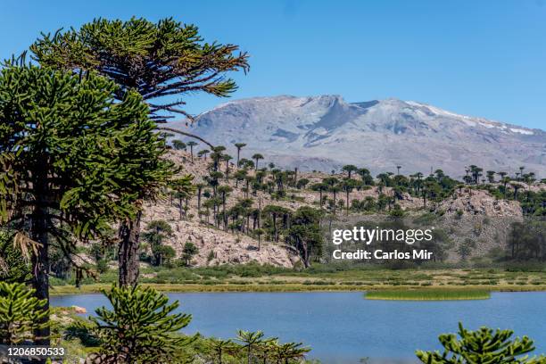 paisaje volcánico de la patagonia - paisaje volcánico - fotografias e filmes do acervo