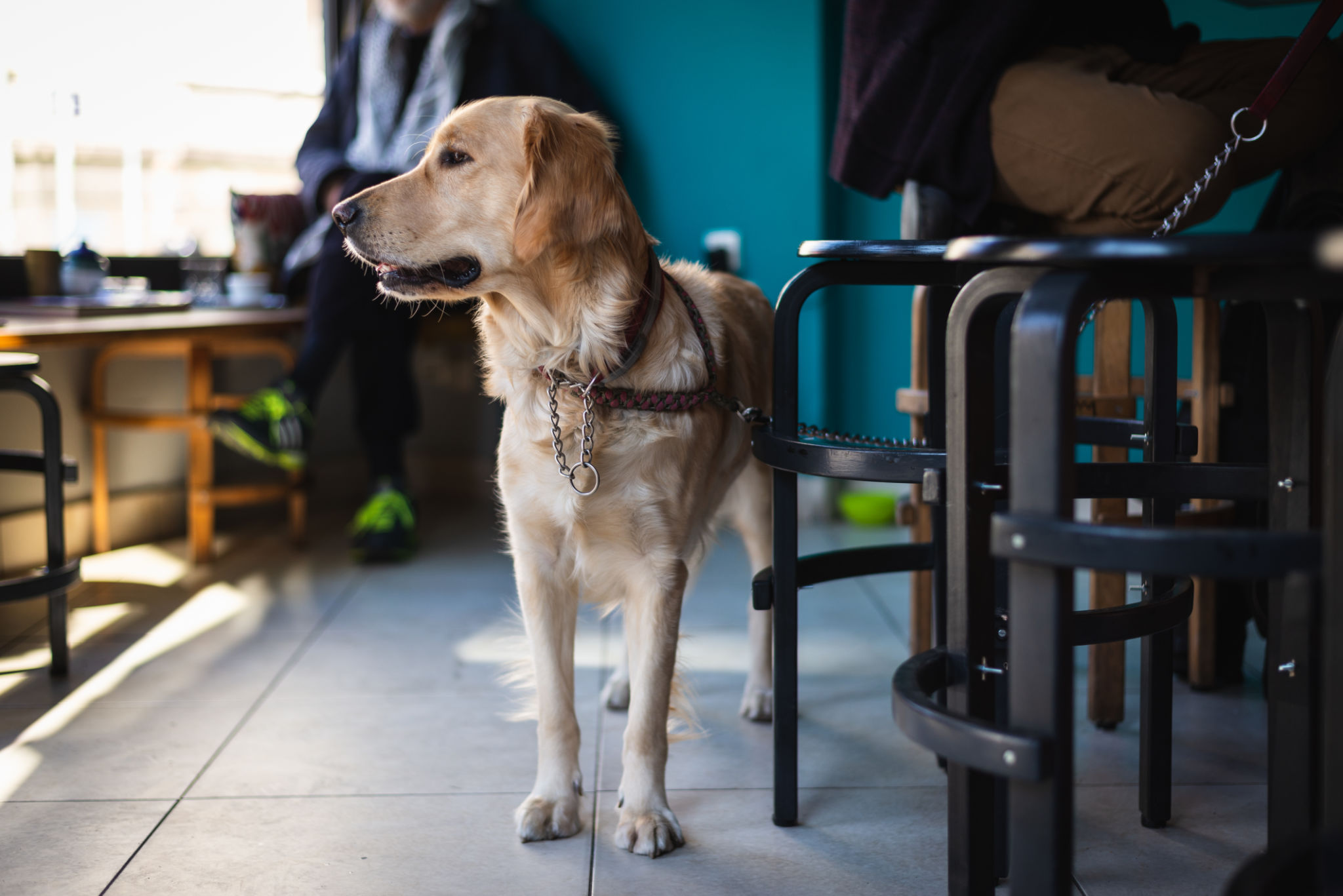 dog friendly pub
