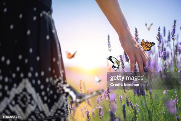 woman walking in lavender field - butterfly stock pictures, royalty-free photos & images