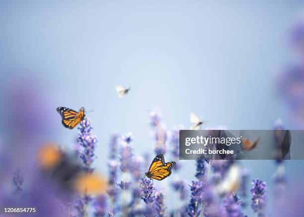 paars veld - butterfly white background stockfoto's en -beelden