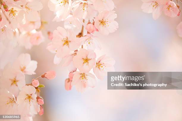 colors of spring - cherry blossom fotografías e imágenes de stock