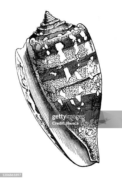 antique animal illustration: cone snail - cone snail shell stock illustrations
