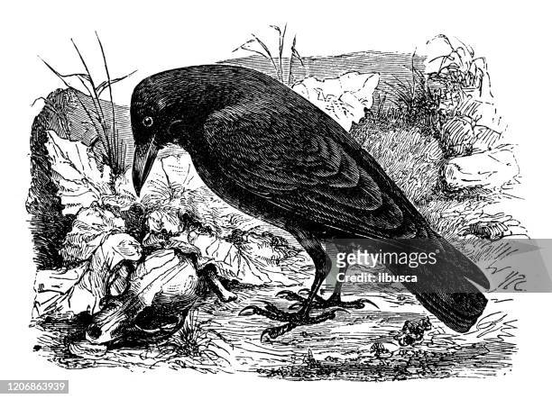 antike tier-illustration: rabe (corvus corax) - rabe stock-grafiken, -clipart, -cartoons und -symbole