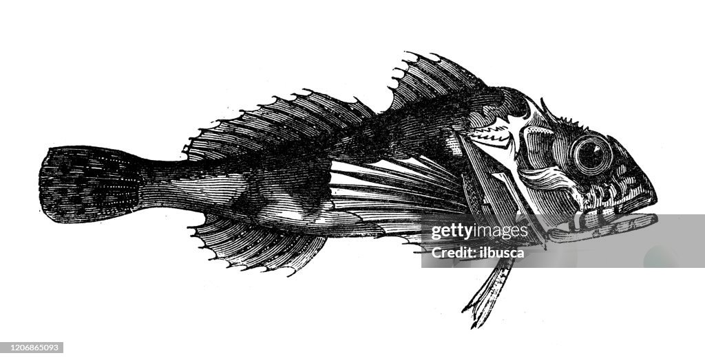 Antique animal illustration: longspined bullhead (Taurulus bubalis)