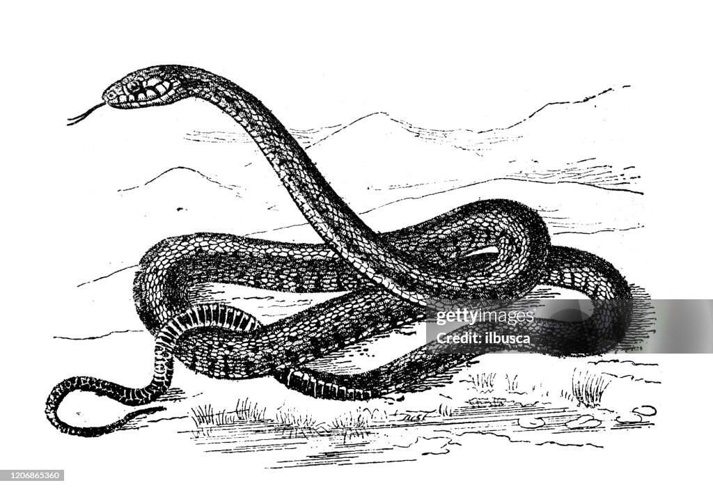 Ancient animal illustration: grass snake (Natrix natrix)