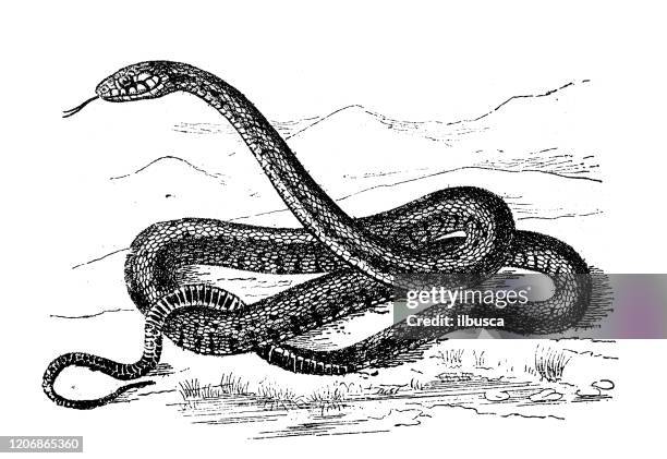 ancient animal illustration: grass snake (natrix natrix) - water snake stock illustrations