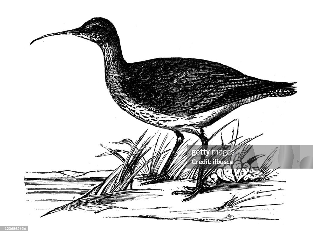 Antique animal illustration: Eurasian whimbrel (Numenius phaeopus)