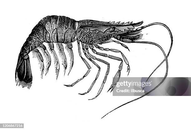 Palaeom Palaemon Serratus Photos and Premium High Res Pictures - Getty Images