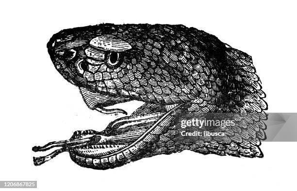 antique animal illustration: rattlesnake (crotalus atrox) - western diamondback rattlesnake stock illustrations