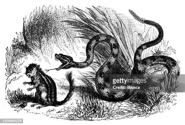 antike tier-illustration: klapperschlange (crotalus atrox) - animal cruelty stock-grafiken, -clipart, -cartoons und -symbole