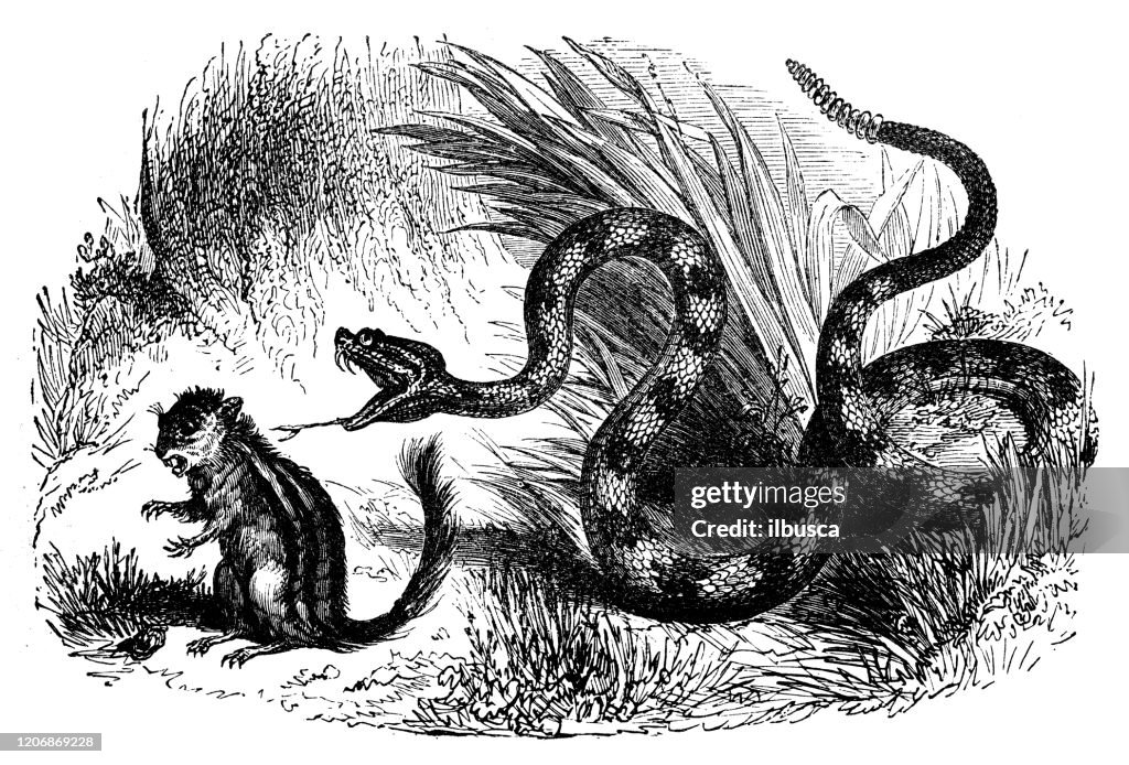 Antique animal illustration: rattlesnake (Crotalus atrox)