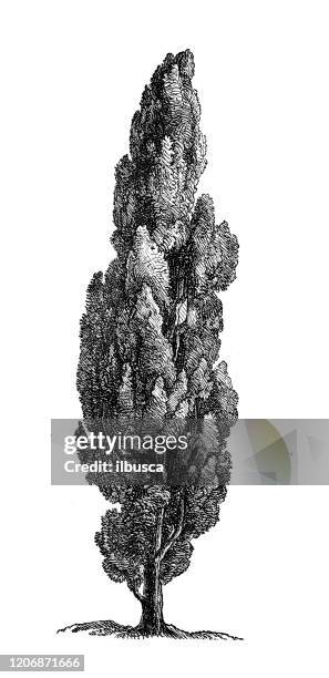 illustrations, cliparts, dessins animés et icônes de illustration antique de botanique : cyprès - gravure