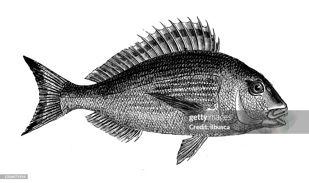 Ilustración animal antigua: cabeza dorada (mar) besugo (Sparus aurata), Orata