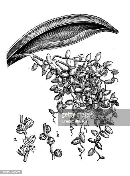 antique botany illustration: phoenix dactylifera, date palm - date fruit drawing stock illustrations