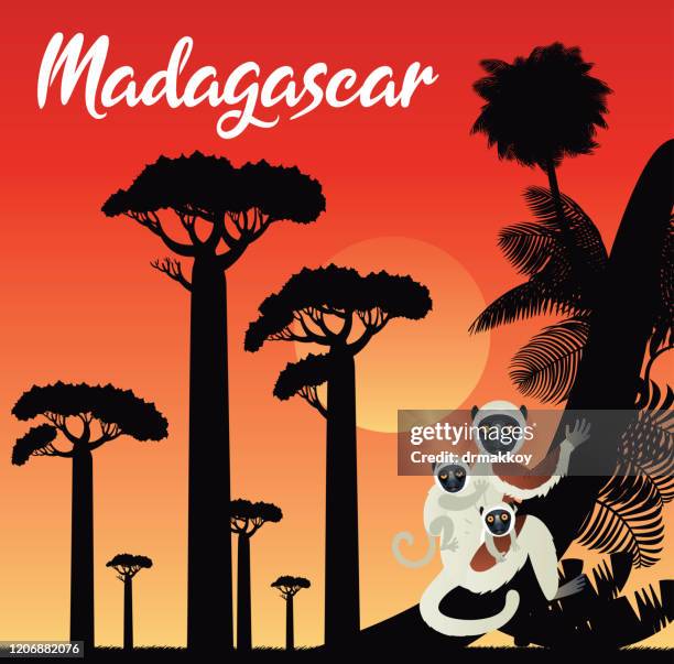 madagascar and coquerel's sifaka, - madagascar lemur stock illustrations