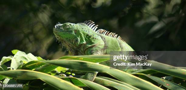 green iguana basking in the sunshine - cozumel stock pictures, royalty-free photos & images