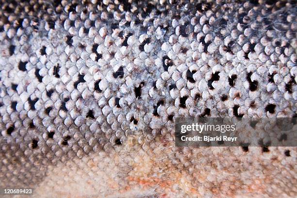 freshly caught north atlantic salmon - animal scale photos et images de collection