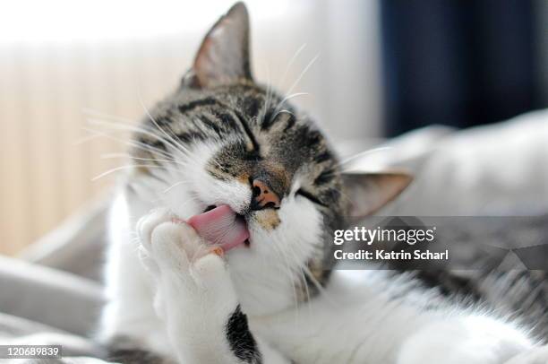 grooming cat - lamber imagens e fotografias de stock