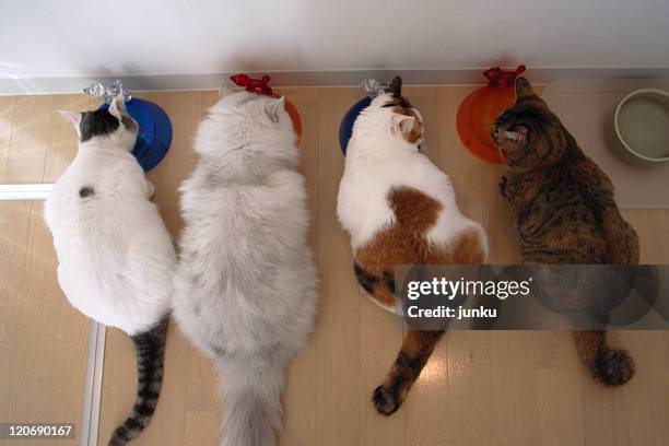 cats eating - vier dieren stockfoto's en -beelden