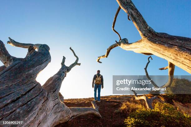 rear view of a young man among dry branches of a tree - think big stock pictures, royalty-free photos & images