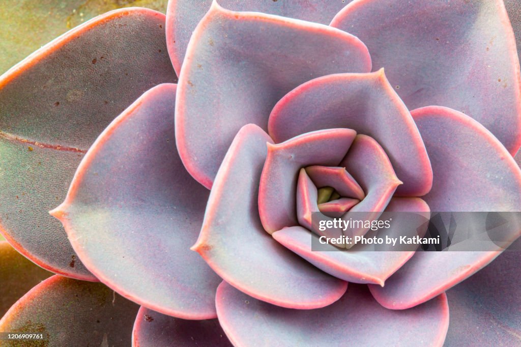 Pink echeveria succulent houseplant