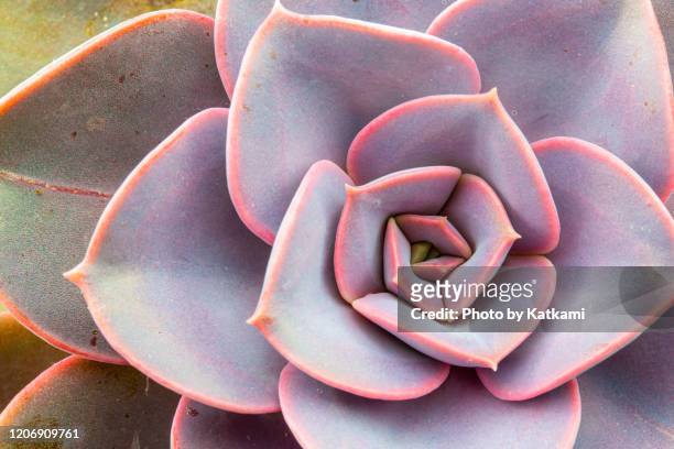 pink echeveria succulent houseplant - fractal flower stock pictures, royalty-free photos & images