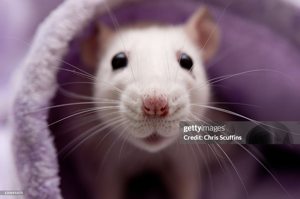 Cute white rat