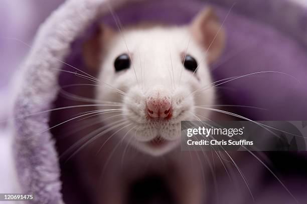 cute white rat - rat 個照片及圖片檔