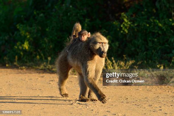 baby baboon in the wilderness of africa - chacma baboon 個照片及圖片檔