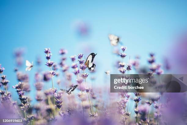 butterflies in lavender - french lavender stock pictures, royalty-free photos & images