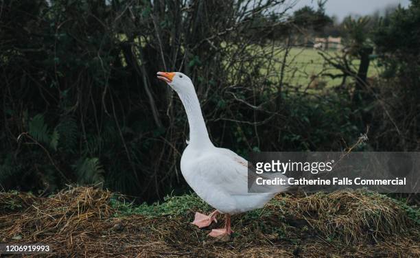 goose - free range ducks stock pictures, royalty-free photos & images