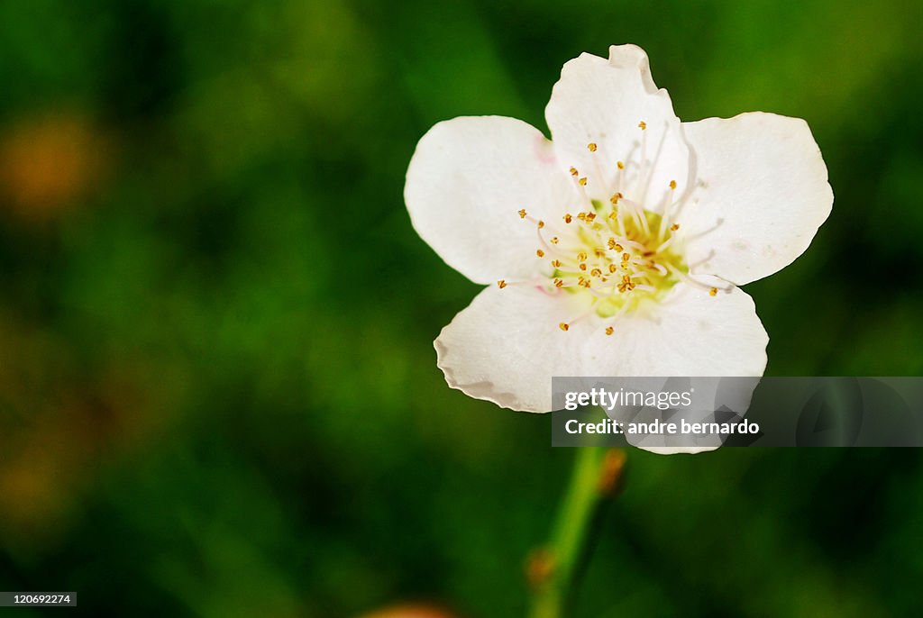 White peach flower