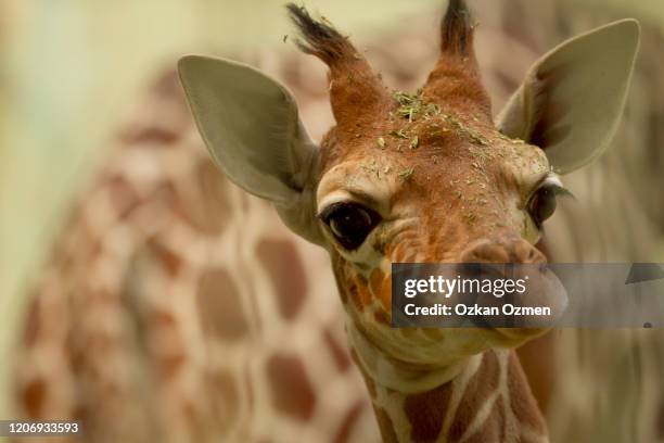 baby giraffe in the wilderness of africa - filhote de girafa - fotografias e filmes do acervo