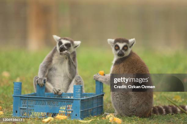 lemur eating fruits - ring tailed lemur stock pictures, royalty-free photos & images