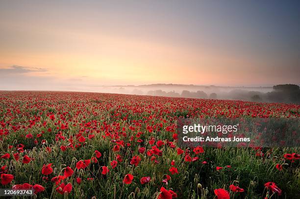 poppy field at misty sunrise - hampshire imagens e fotografias de stock