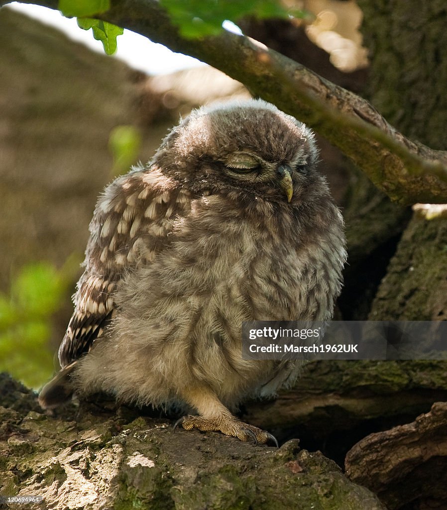 Owlet