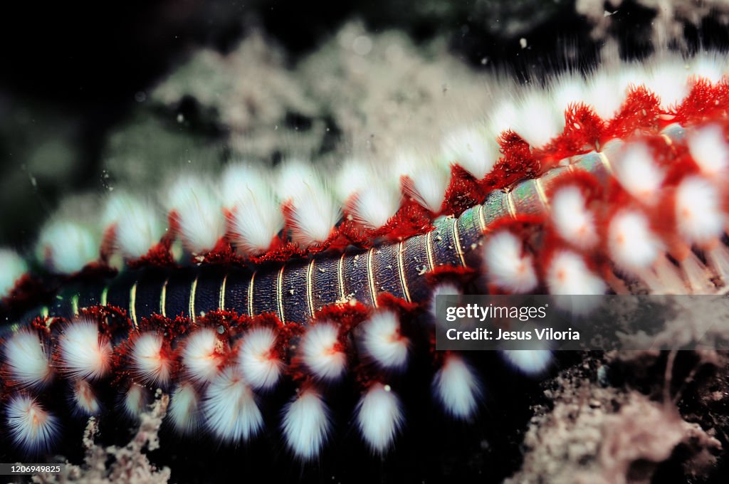 Fire Worm Wildlife Ocean