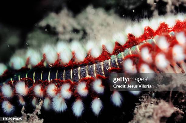 fire worm wildlife ocean - bristle worm stock pictures, royalty-free photos & images