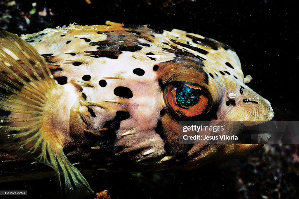 Blowfish Wildlife Ocean