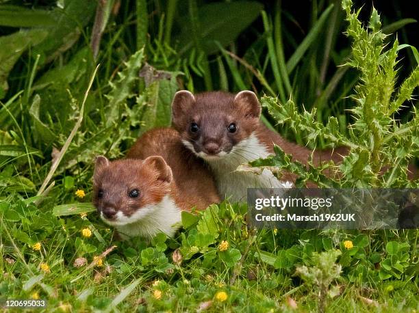 stoats - mustela erminea stock pictures, royalty-free photos & images