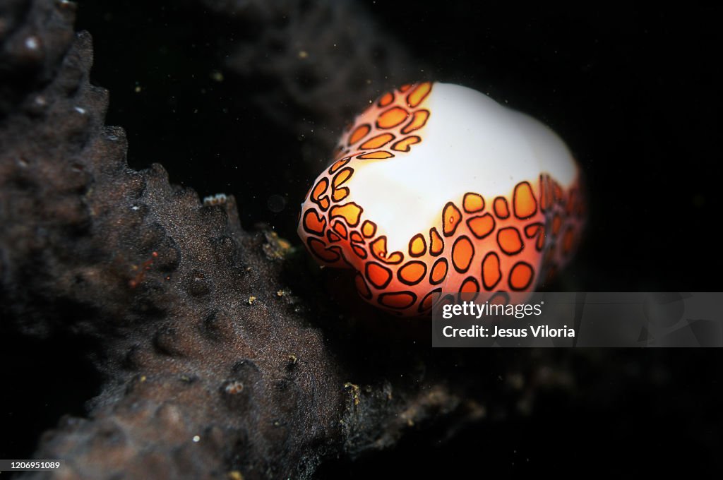 Flamingo tongue snail Wildlife Ocean