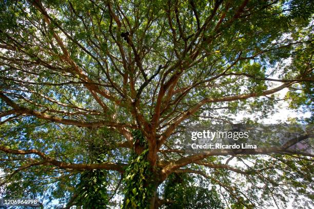 giant tree in amazon region, para state, brazil - belem stock-fotos und bilder