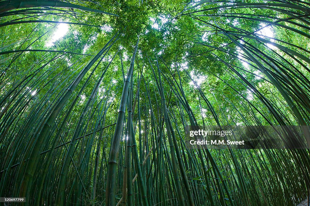 Lush green bamboo forest, Hawaii