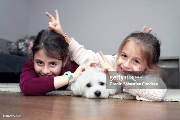 bestfriends, little girls and maltese dog, girls dog at home. - maltese dog fotografías e imágenes de stock