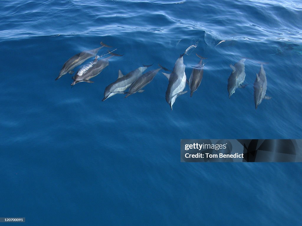 Dolphins